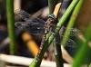 J17_4740 Lancer Dragonfly